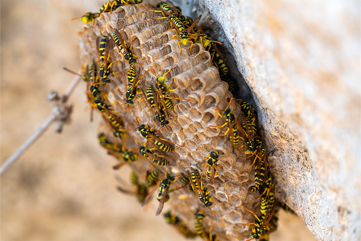 Problèmes liés à Guêpes & Frelons à Lyon